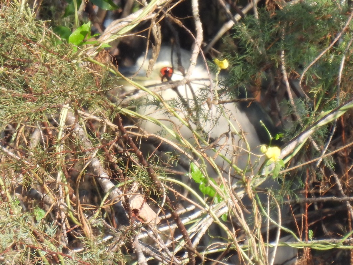 Gece Balıkçılı - ML645731988