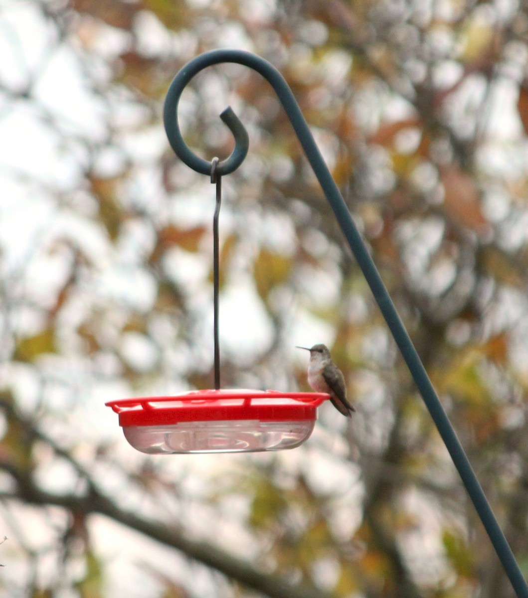 Rufous Hummingbird - ML645731989