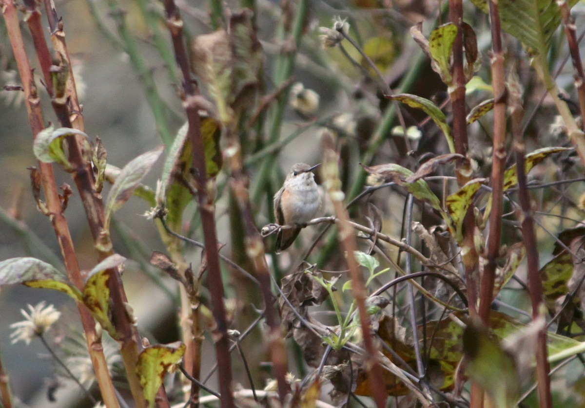 Rufous Hummingbird - ML645731990