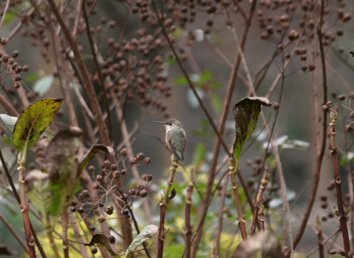 Rufous Hummingbird - ML645731991