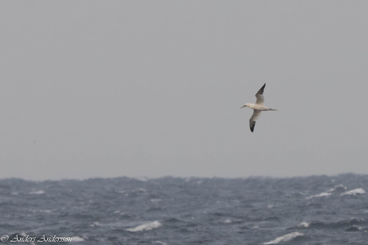 Sümsük - ML645731993