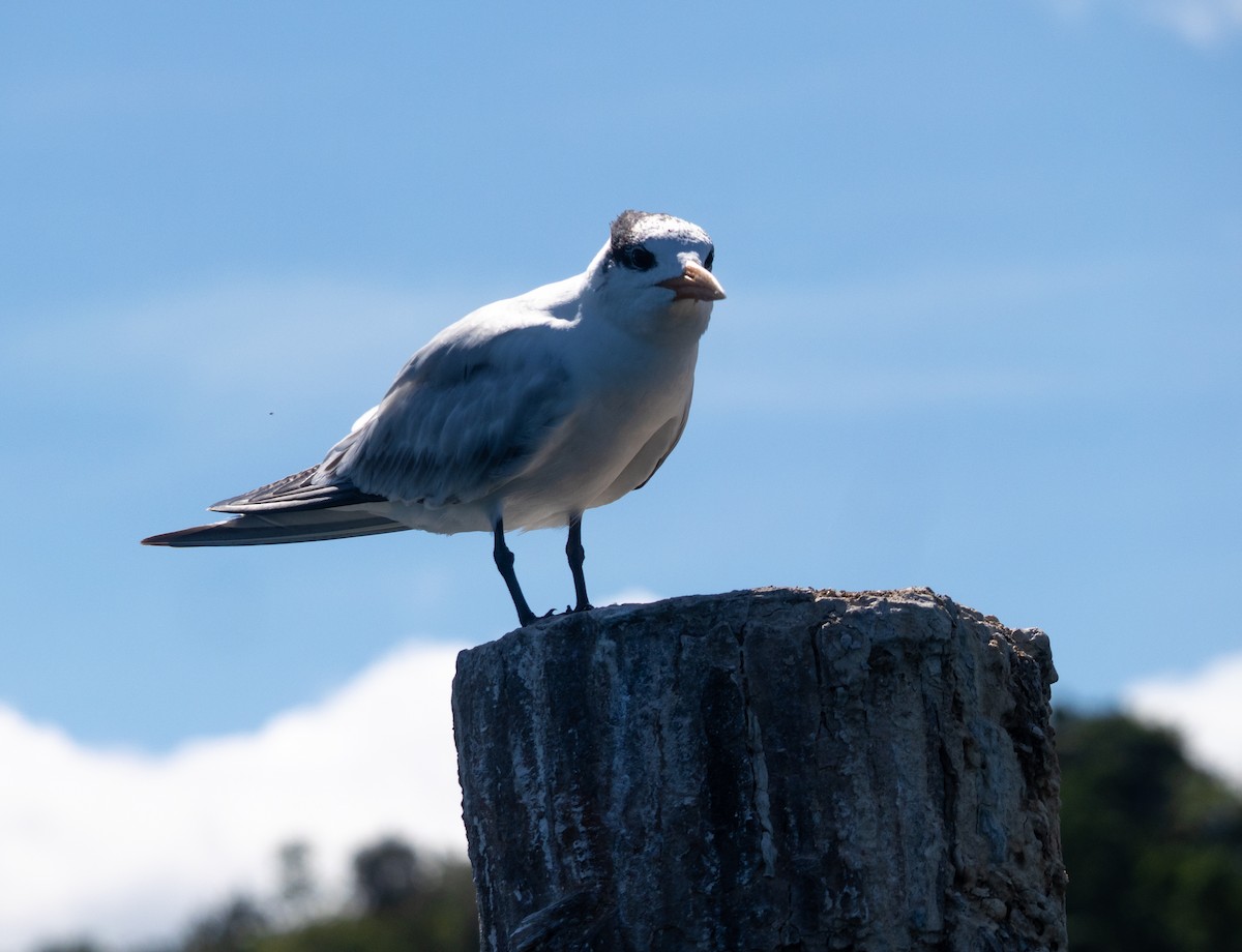 Kral Sumru - ML645731994