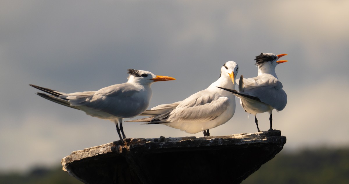 Kral Sumru - ML645731995