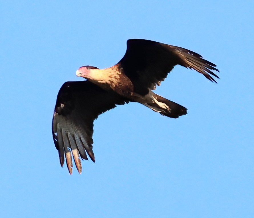 Tepeli Karakara - ML645731996