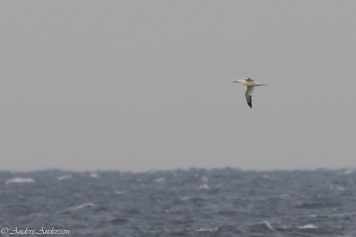 Sümsük - ML645731997