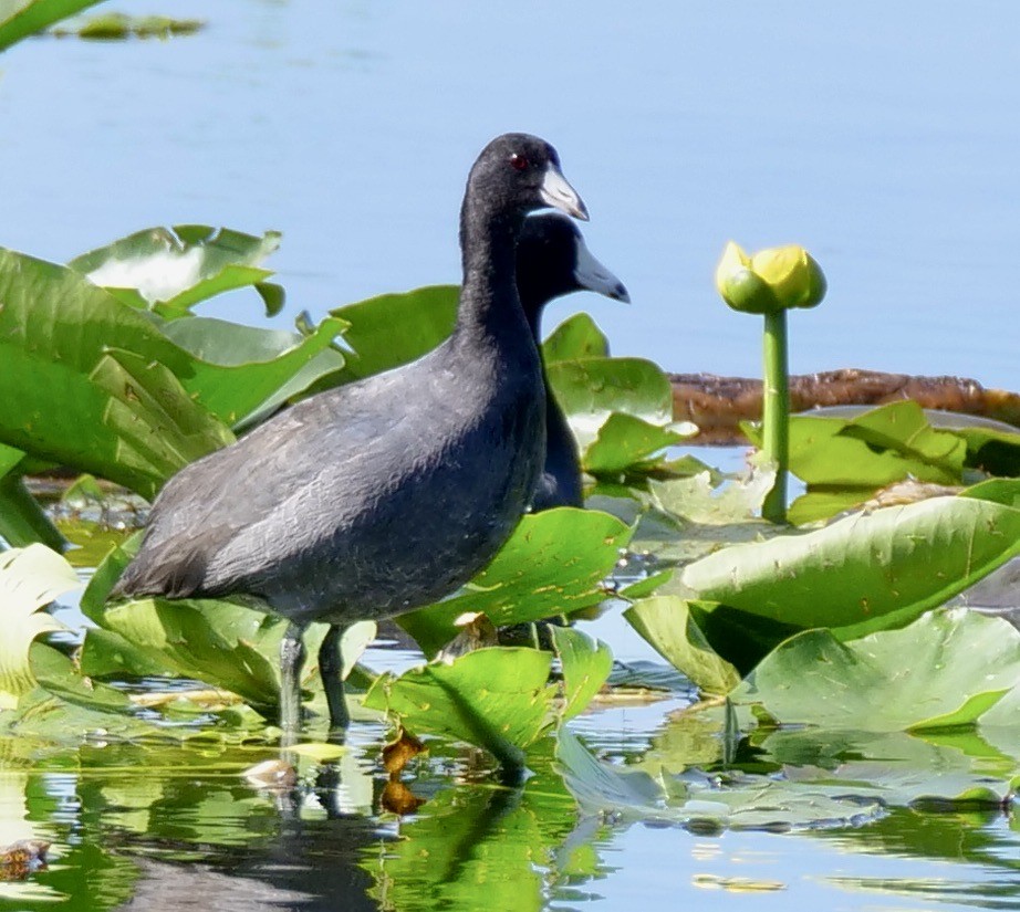 Amerika Mekesi - ML645731998