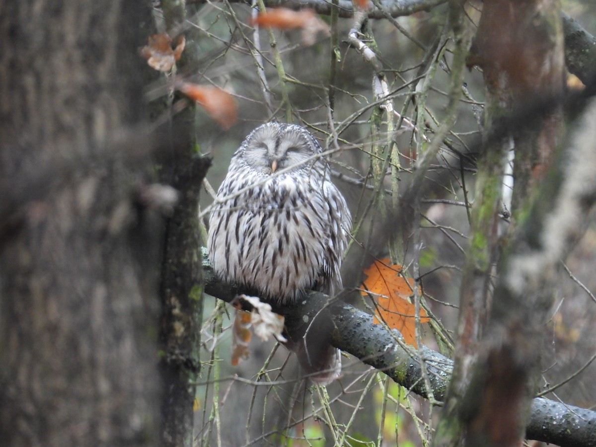Ural Baykuşu - ML645732000