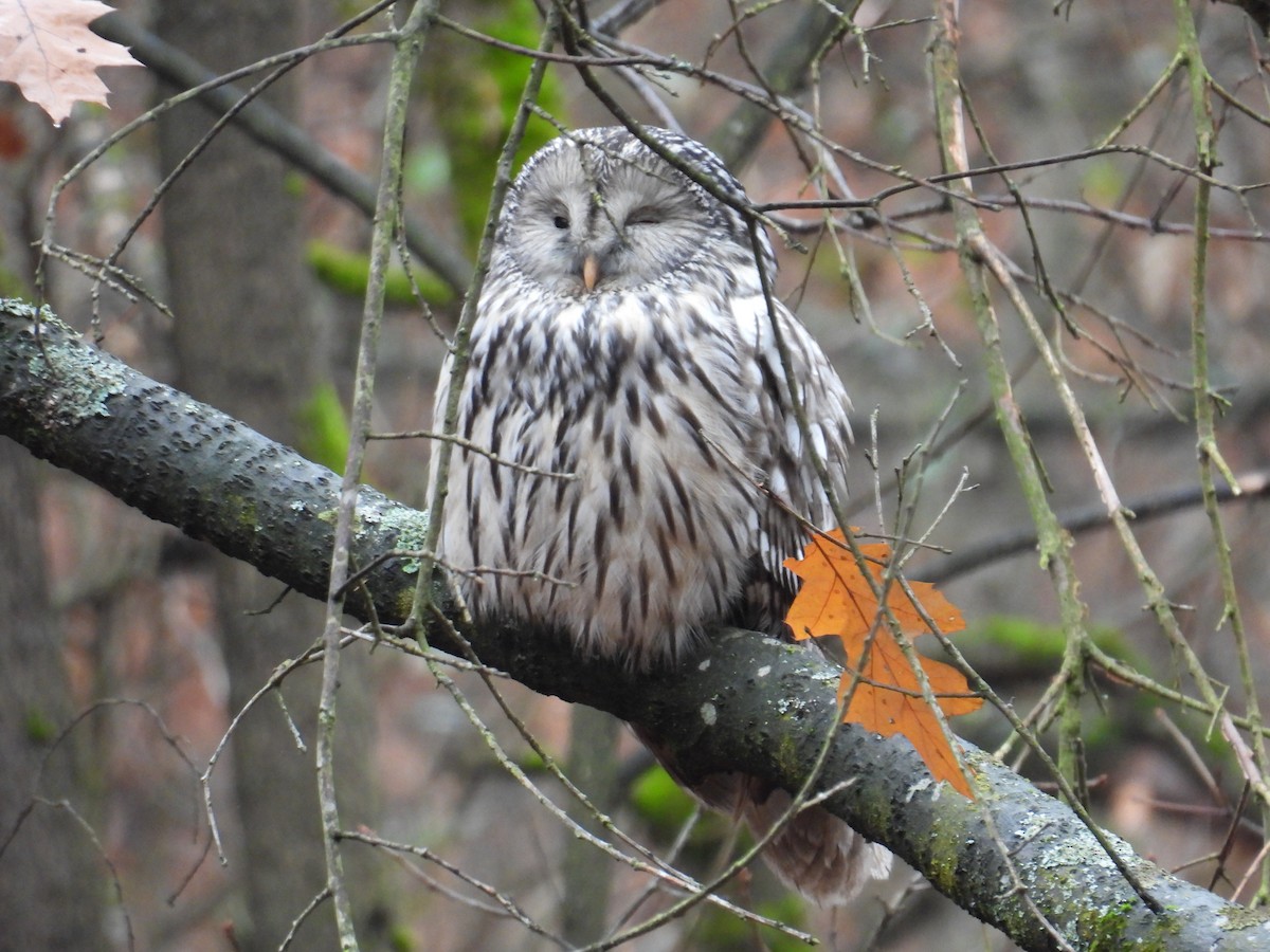 Ural Owl - ML645732001