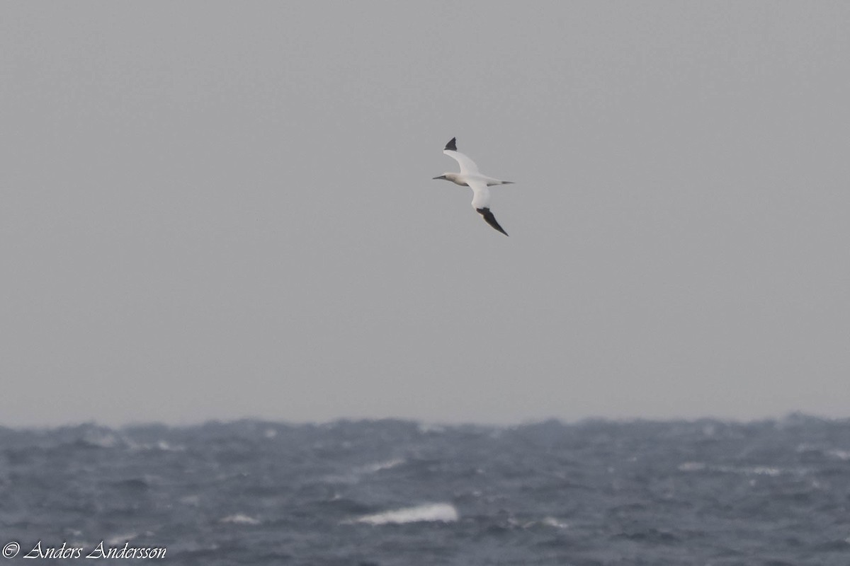 Sümsük - ML645732002