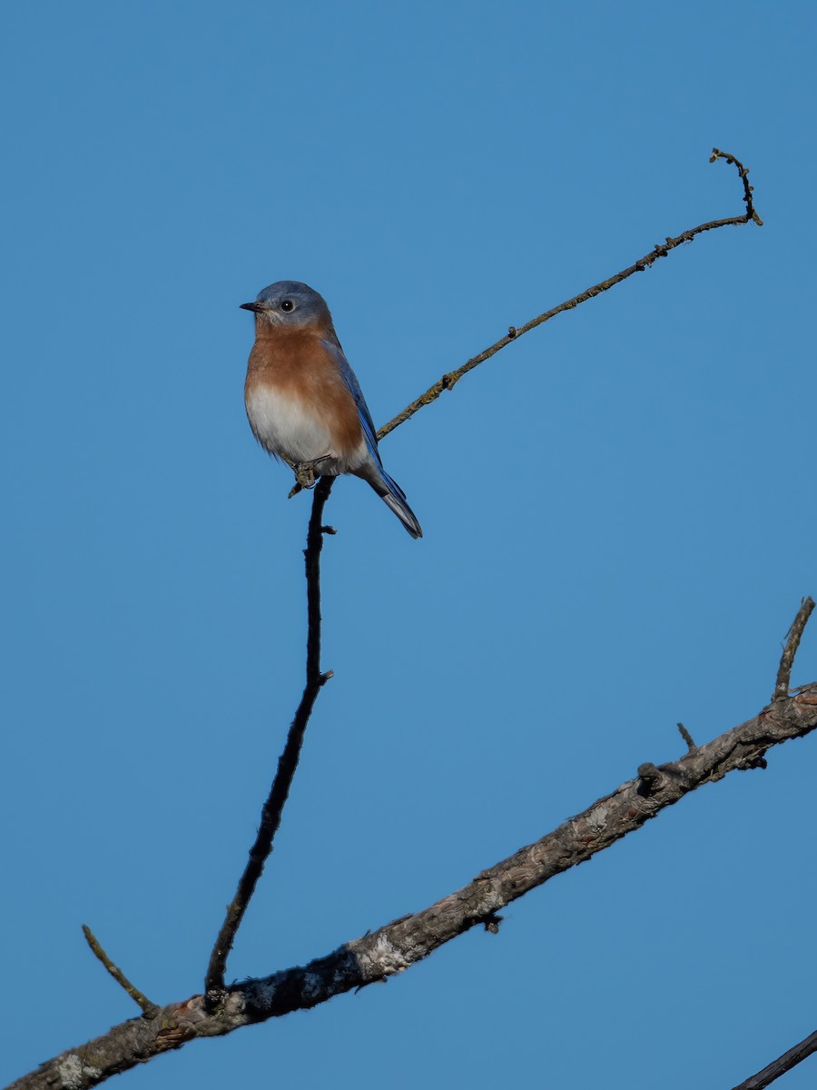 Doğulu Mavi Ardıç - ML645732003