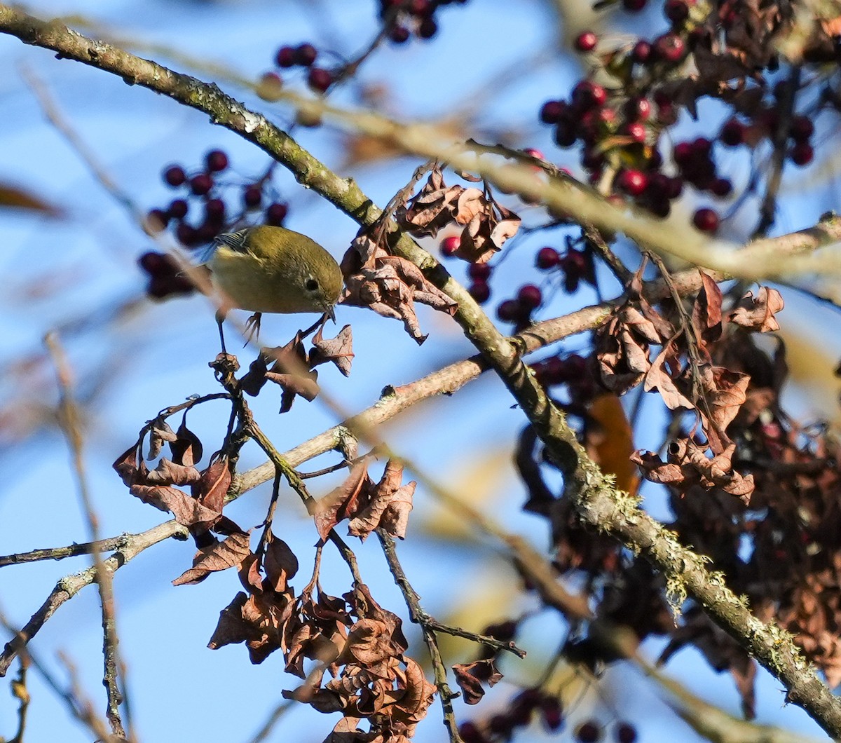 Gözlüklü Çalıkuşu - ML645732005