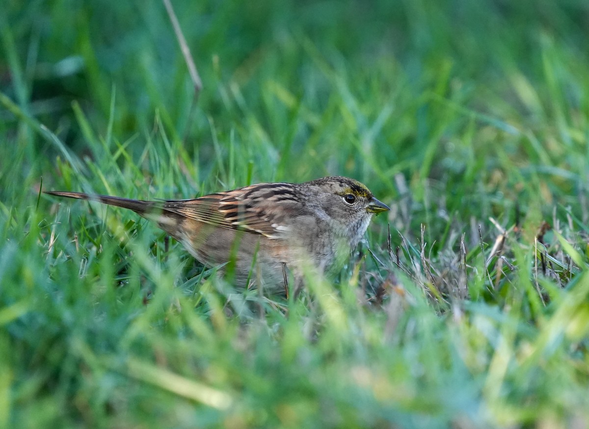 Golden-crowned Sparrow - ML645732012