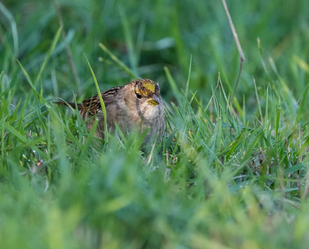 Golden-crowned Sparrow - ML645732013