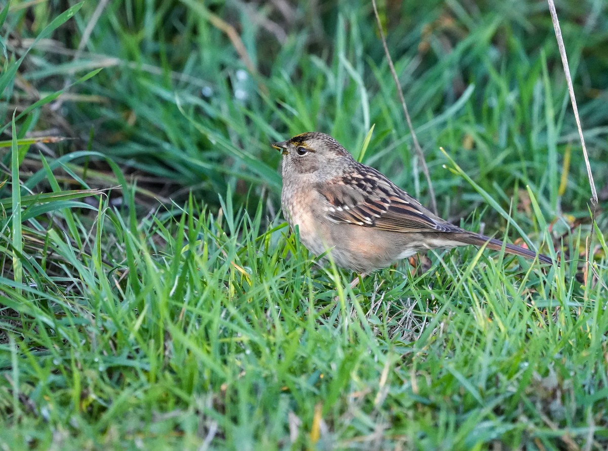 Golden-crowned Sparrow - ML645732014