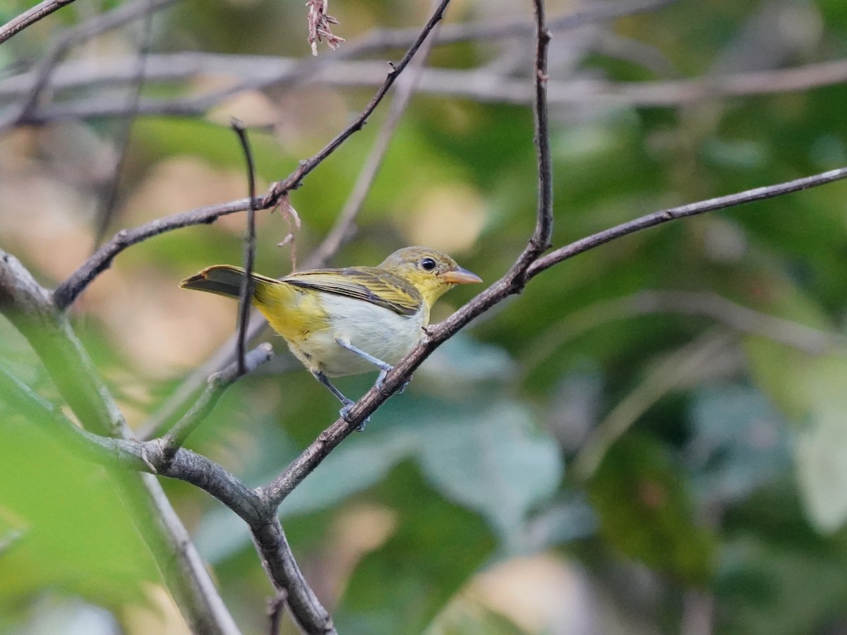 Yellow-backed Tanager - ML645732016