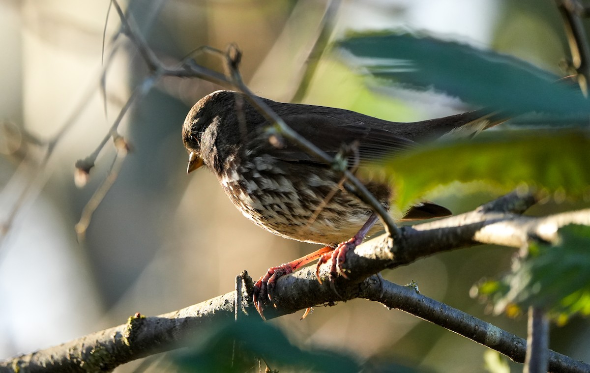 Fox Sparrow - ML645732017