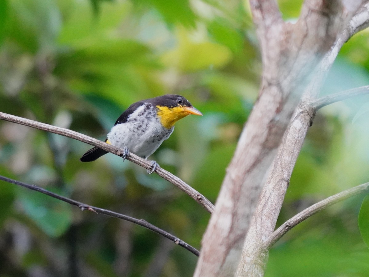 Yellow-backed Tanager - ML645732018