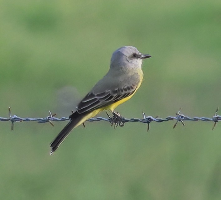 Tropical Kingbird - ML645732019