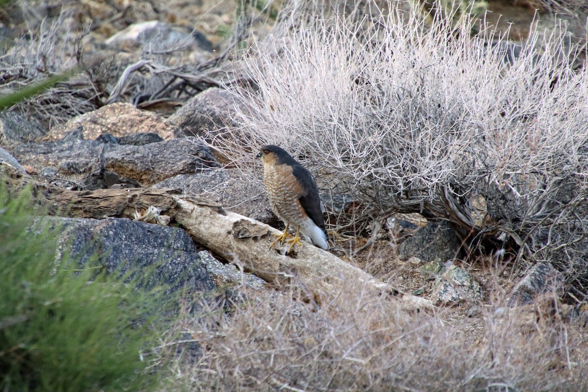 Sharp-shinned Hawk - ML645732024