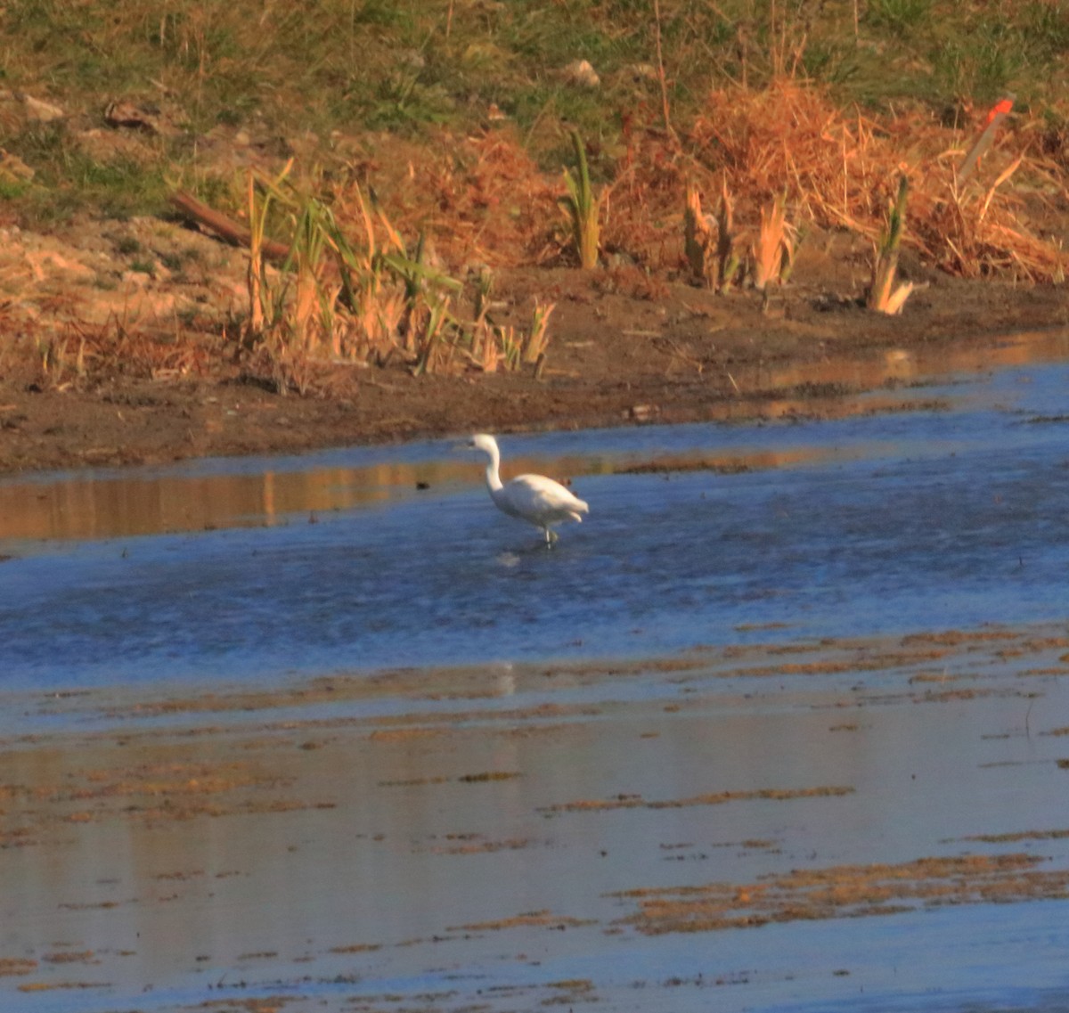 Little Blue Heron - ML645732027
