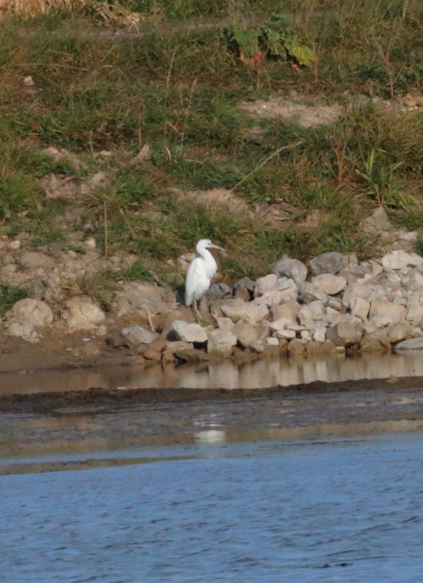 Little Blue Heron - ML645732048