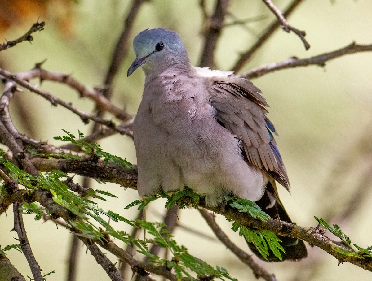 Emerald-spotted Wood-Dove - ML645732050