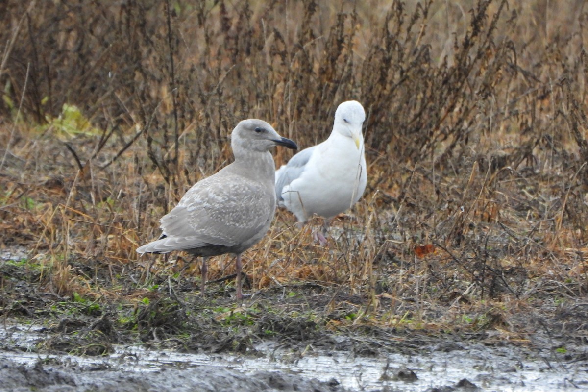 Glaucous-winged Gull - ML645732052