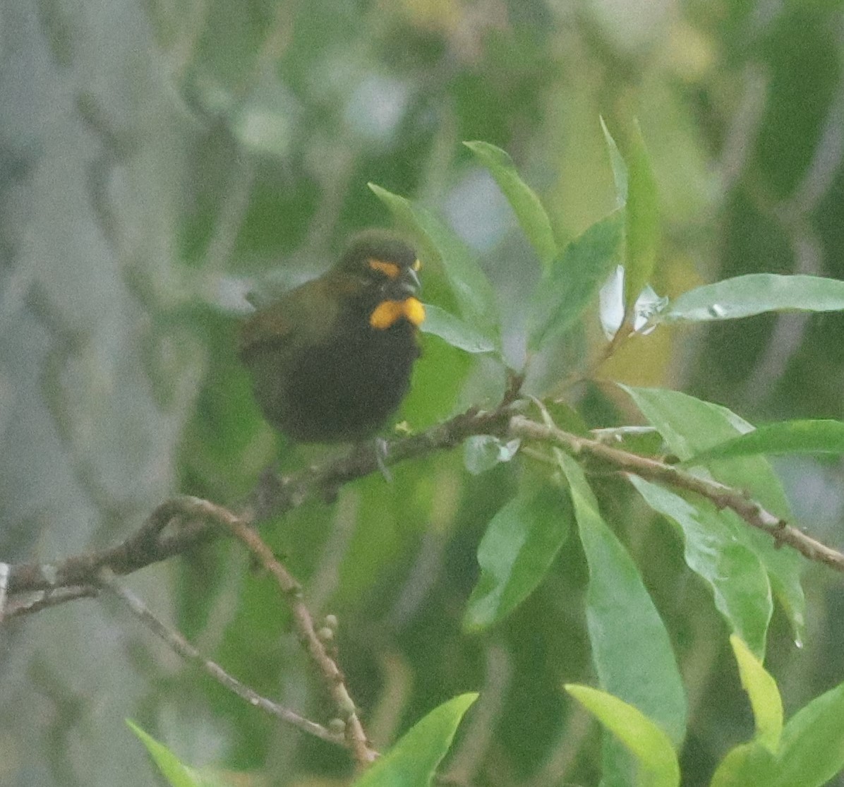Yellow-faced Grassquit - ML645732054