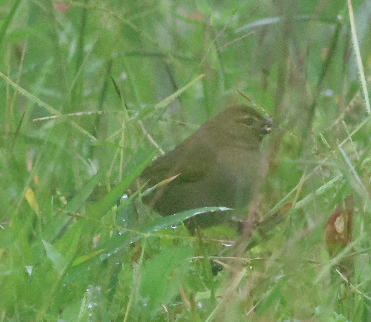 Yellow-faced Grassquit - ML645732055