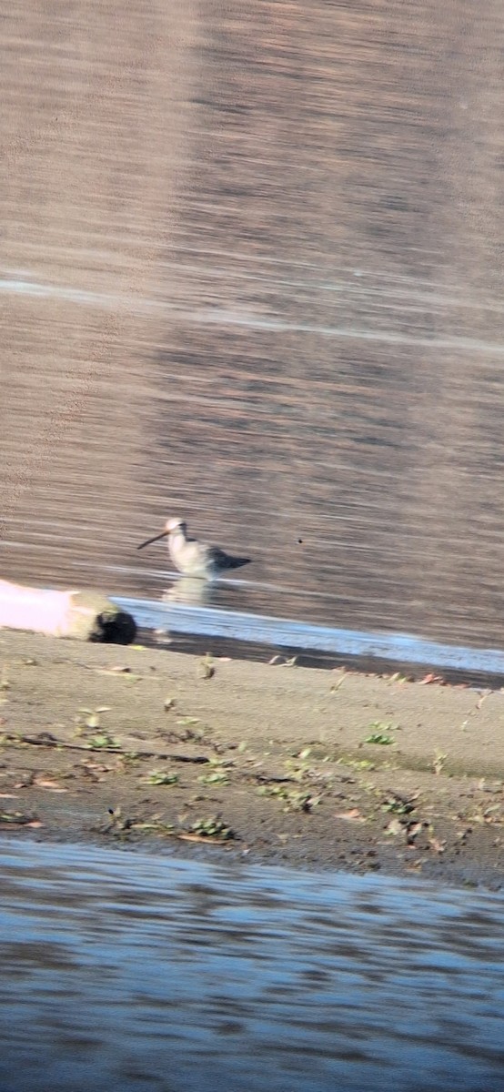 Long-billed Dowitcher - ML645732056
