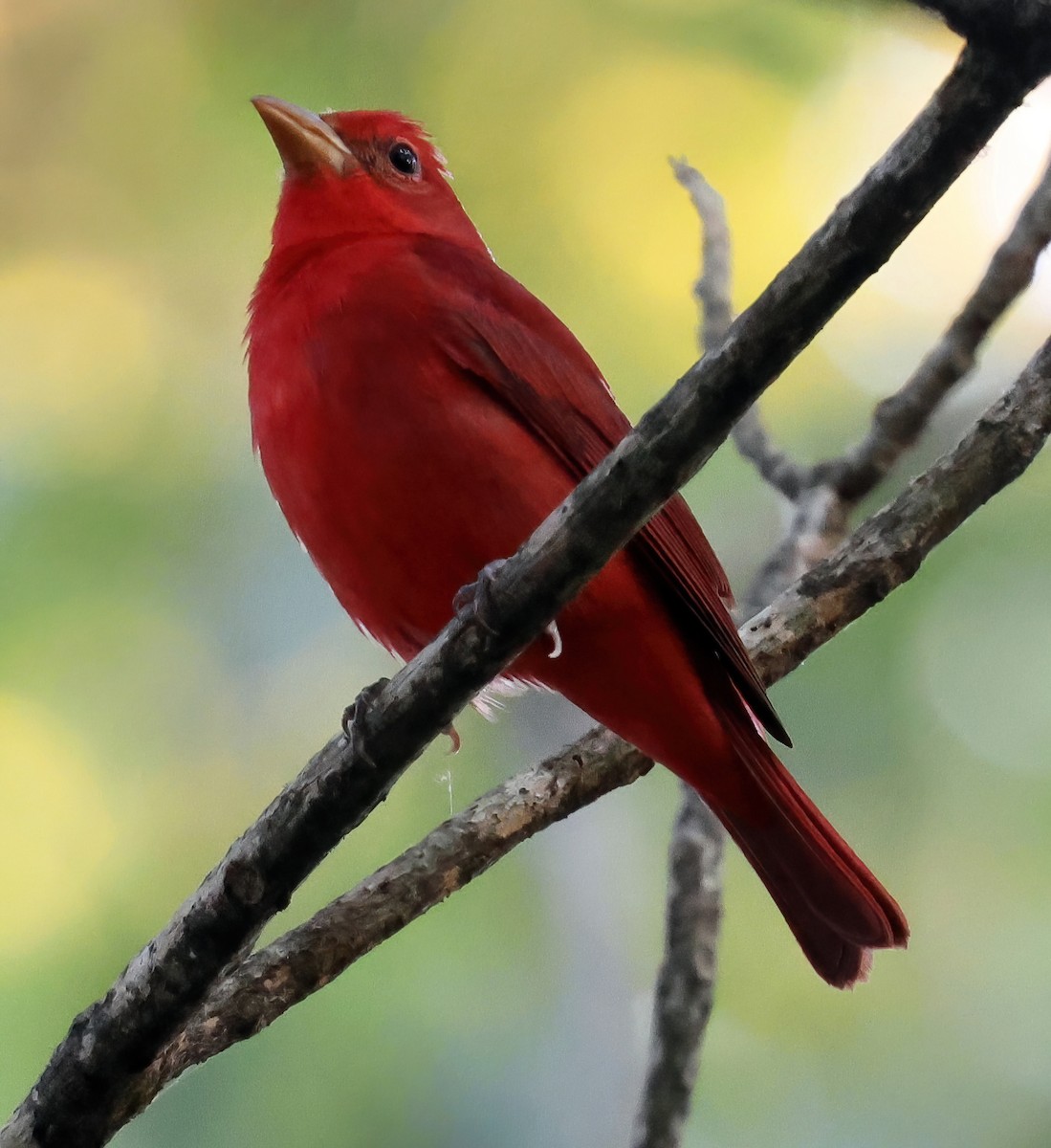 להבית אדומה - ML645732058