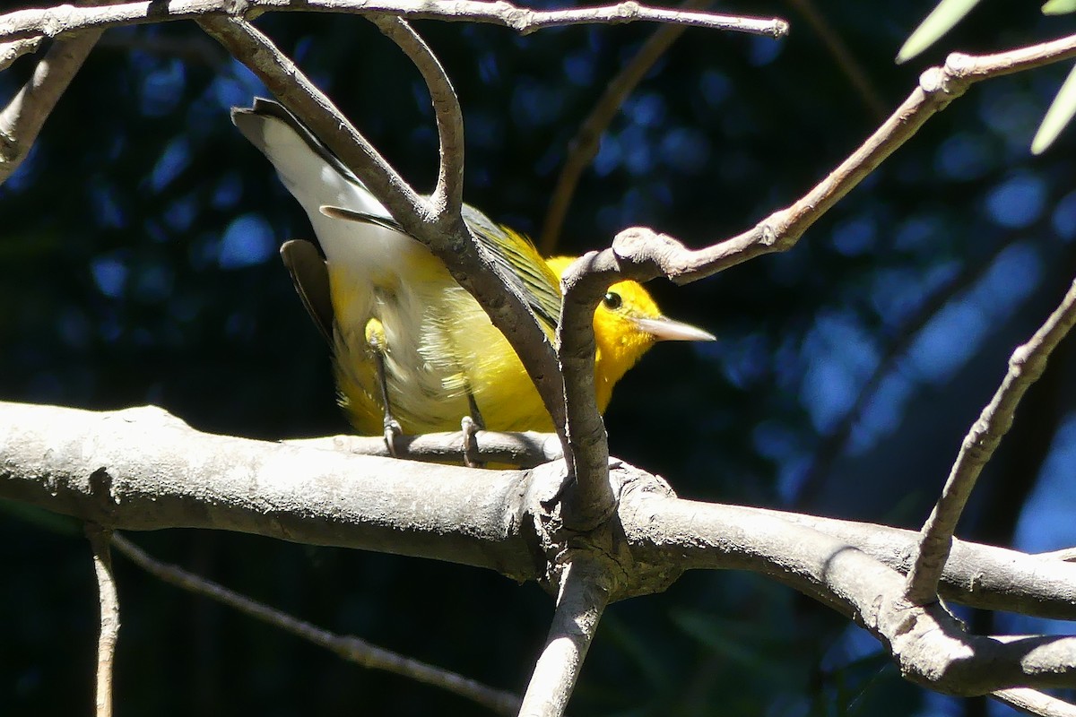 Prothonotary Warbler - ML645732061