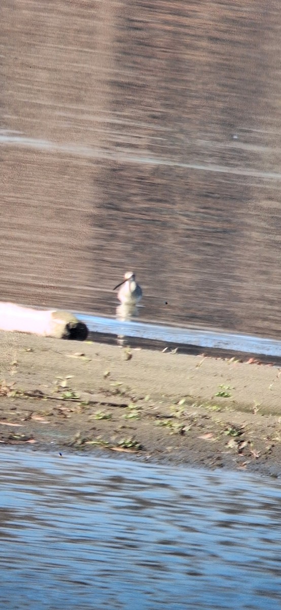 Long-billed Dowitcher - ML645732063