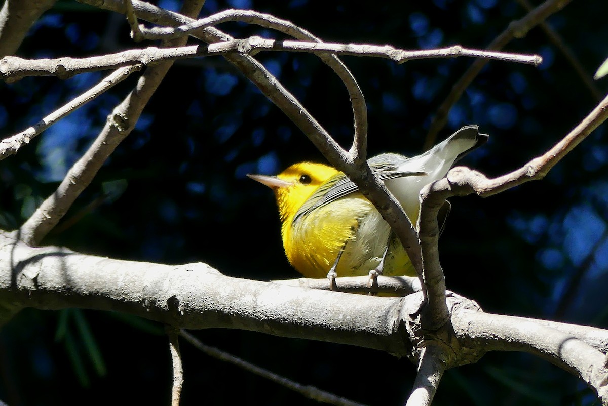 Prothonotary Warbler - ML645732074