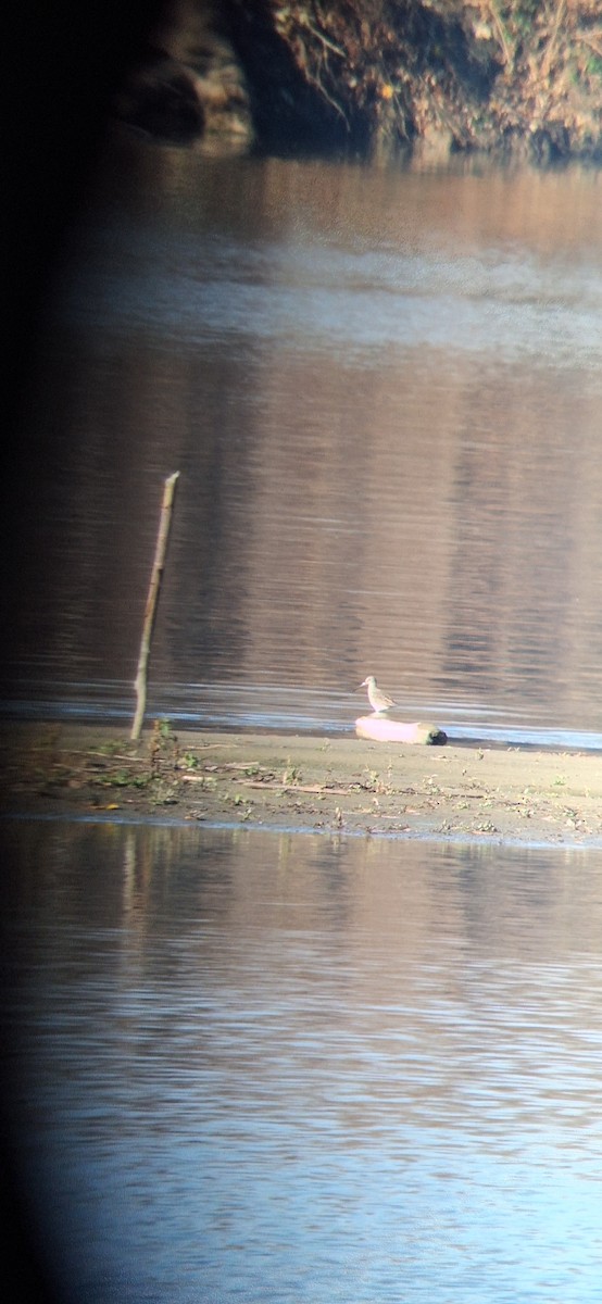 Long-billed Dowitcher - ML645732084