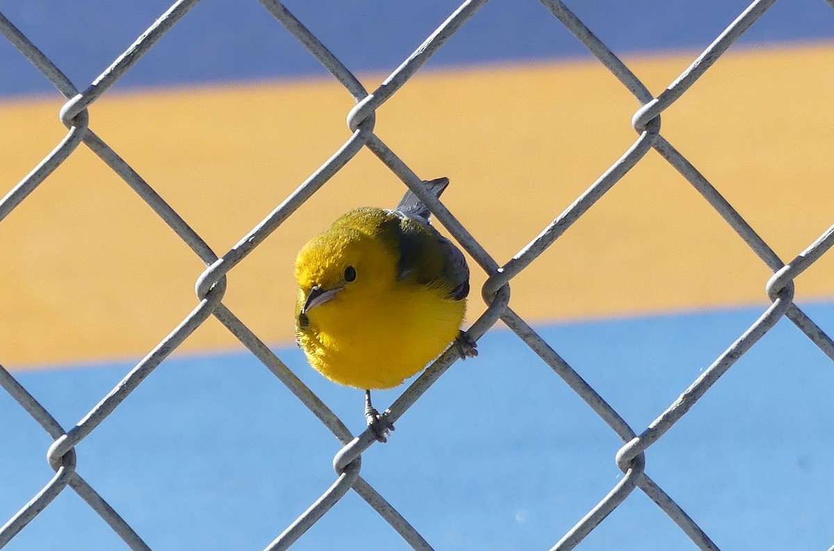 Prothonotary Warbler - ML645732089