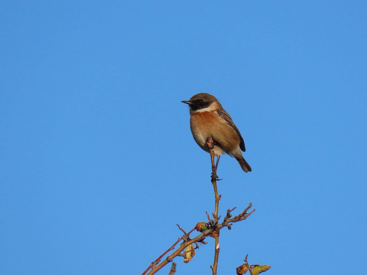 Трав'янка чорноголова - ML645732092
