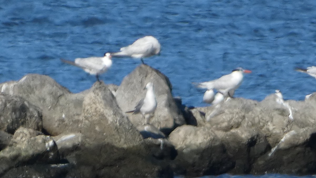 Крячок королівський - ML645732093