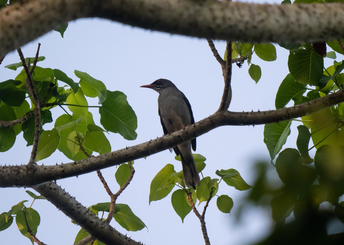Eastern Red-legged Thrush - ML645732094