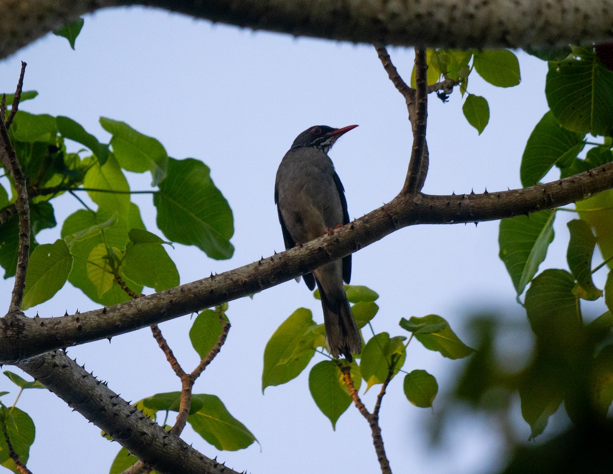 Eastern Red-legged Thrush - ML645732095