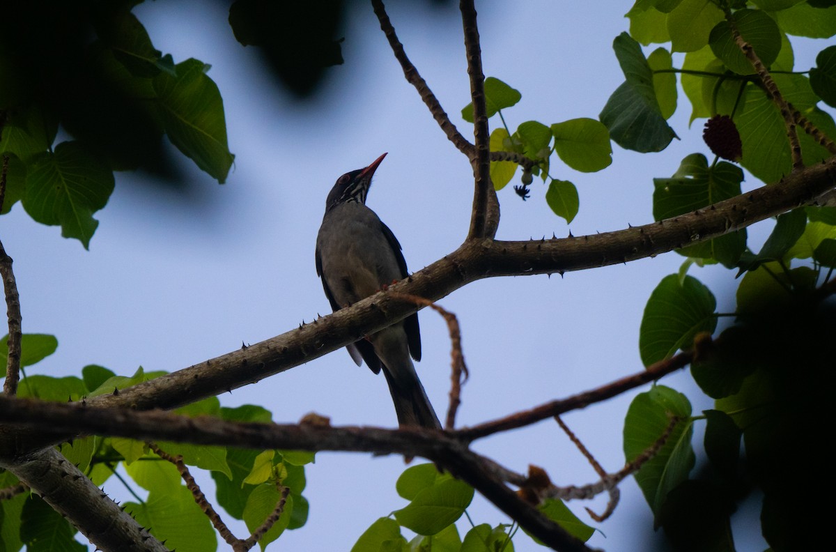 Eastern Red-legged Thrush - ML645732096