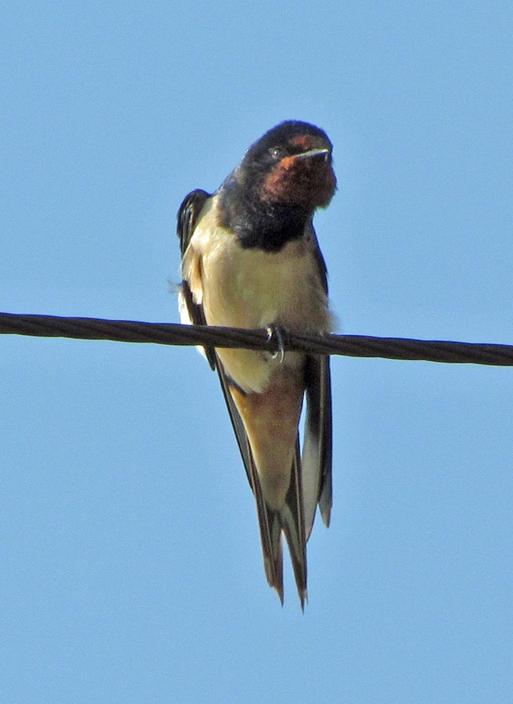 vlaštovka obecná - ML645732108