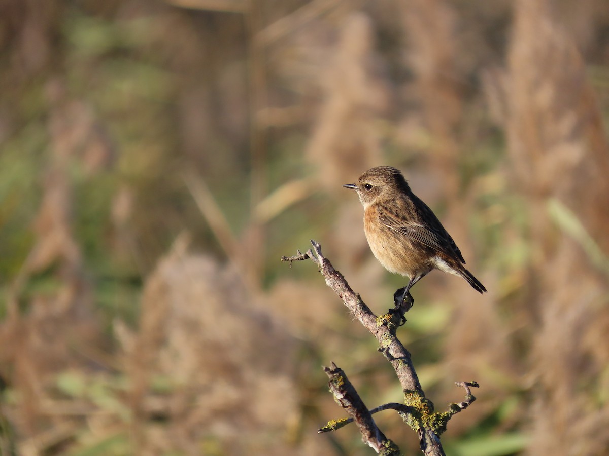 Трав'янка чорноголова - ML645732109