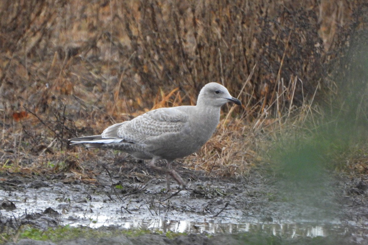 Iceland Gull (Thayer's) - ML645732116