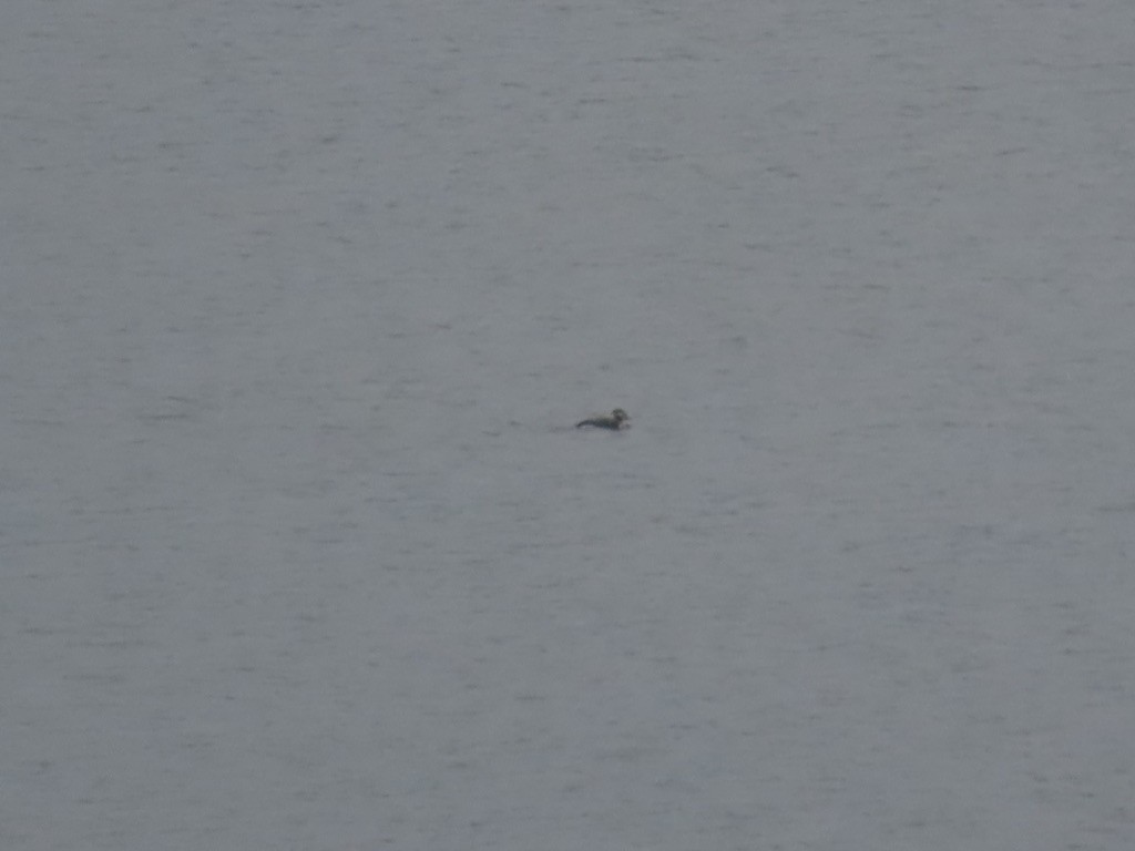 Мөнгөлөг шунгаахай - ML645732145