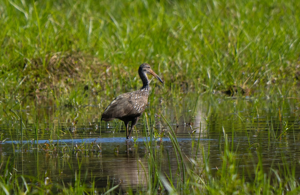 Limpkin - ML645732154