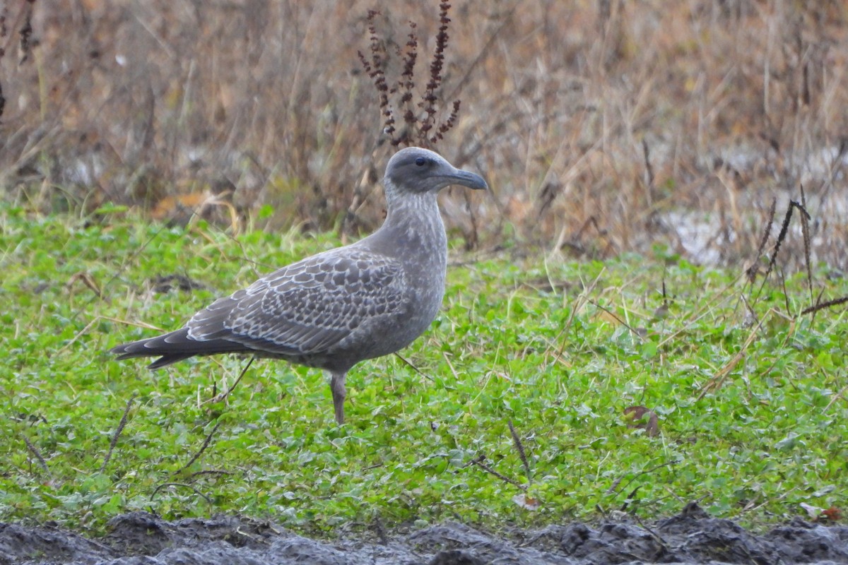 Western x Glaucous-winged Gull (hybrid) - ML645732161