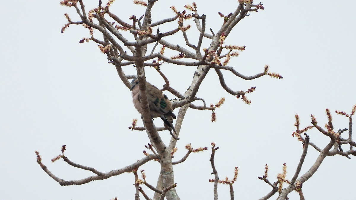 Emerald-spotted Wood-Dove - ML645732162
