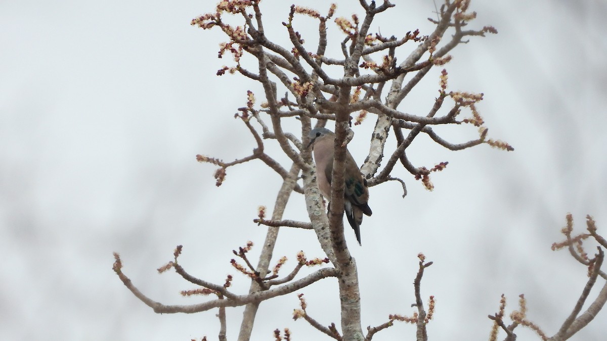 Emerald-spotted Wood-Dove - ML645732163