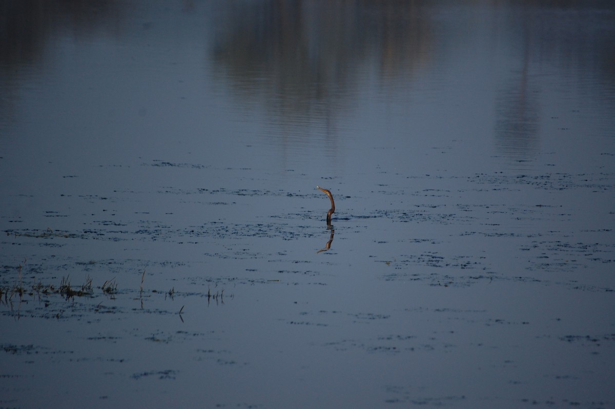 Oriental Darter - ML645732166